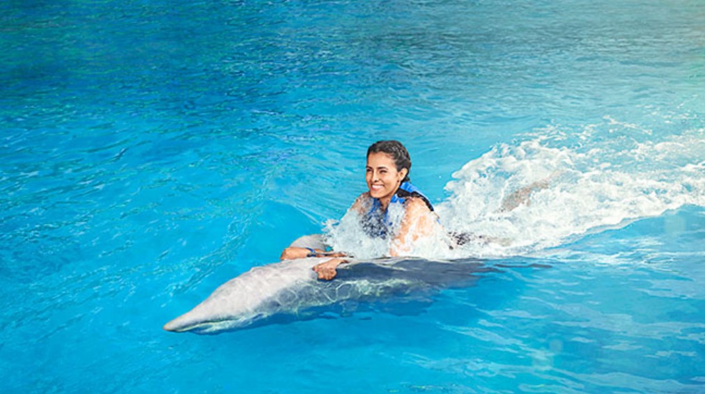 Dolphin Discovery Cozumel: An Unforgettable Experience in Quintana Roo